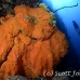 sponge_ear_elephant_gw_lc_h_0012_cay3197.jpg